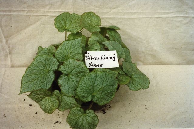 B. ‘Silver Lining’